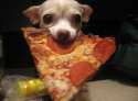 Pizza-Dog-6.jpg