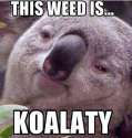 koalaty.jpg