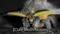 Cutest moth.gif