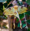 Ballerina moth.jpg