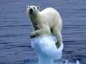 polar-bear-640x480.jpg