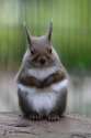 A Squirrel Named Totoro.jpg