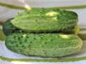 pickling-cucumbers.jpg