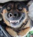Funny-Dog-faces-2.jpg