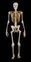 modern_anatomical_skeleton.jpg