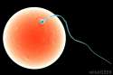 single-sperm-and-egg.jpg