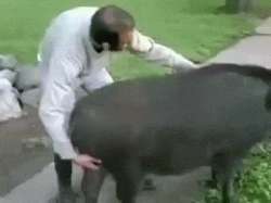 Man riding a boar.gif