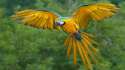 377331-beautiful-birds-blue-and-gold-macaw-in-flight.jpg
