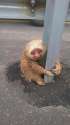 sloth_holds_pole.jpg