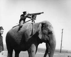 elephant gunner.jpg