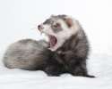 ferret-teet-and-dental-care-for-ferrets-thinkstock-177817907[1].jpg