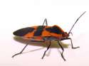 lygaeidae_oncopeltus_fasciatus_female_milkweed_bug.jpg