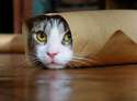 burrito cat.jpg
