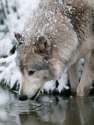 White_Wolf_Drinking_Water_by_Anonymous.gif