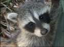 raccoon-kit-closeup.png