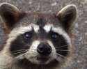16556-close-up-view-of-a-raccoon-pv.jpg