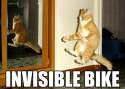 cat-invisible-bike.jpg