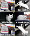 cat-bus.jpg