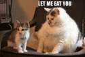 fat-cats-are-cannibals_o_3338377.jpg
