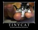 tinycat.jpg