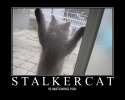 stalkercat.jpg