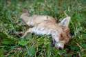 12120864-ROADKILL-DEAD-FOX-VULPES-VULPES-LYING-IN-GRASS-Stock-Photo.jpg