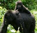 Gorillas_in_Uganda-3,_by_Fiver_Löcker.jpg