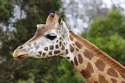 Giraffe08_-_melbourne_zoo[1].jpg