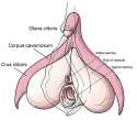 Anatomy_of_the_clitoris1.jpg