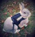 police bunny.jpg