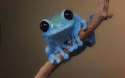 blue-frog.jpg