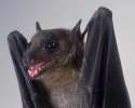 Terrorist Bat.png