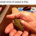 an entire weed.jpg