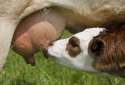 5151366-Brown-and-white-calf-udder-feeding-Farm-scenic--Stock-Photo-cow.jpg