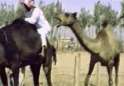 Muslim Camel Bite.gif