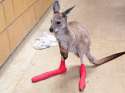Kangaroo with socks.jpg