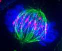 xcell-during-metaphase-225.jpg.pagespeed.ic.QTMsQw5tod.jpg