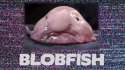 blobfish-domination.jpg