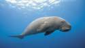 dugong-underwater.jpg w=600.jpg