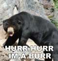 hurr_hurr_im_a_burr_bear_1_.jpg