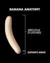 banana-anatomy.jpg