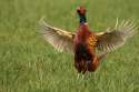 pheasant2.jpg