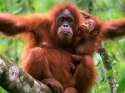 orangutan_with_baby.jpg