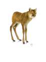 14-Puma-Deer-Sarah-DeRemer-You-Are-what-You-Eat-Photo-Manipulation-www-designstack-co.jpg