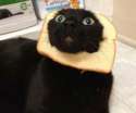 breadcat.jpg