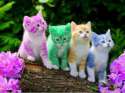 90725-colorful-kittens.jpg