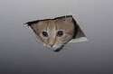 ceiling cat.jpg