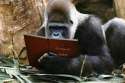 story-reading-ape1.jpg