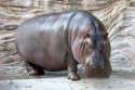 Hippopotamus_-_04.jpg