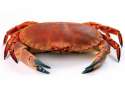 crab.jpg